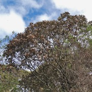 Dombeya ficulnea.petit mahot.malvaceae.endémique Réunion. (1).jpeg